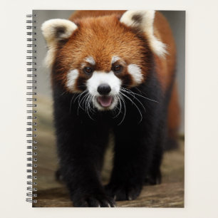 Agenda Panda rojo
