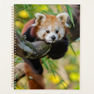 Agenda Panda rojo
