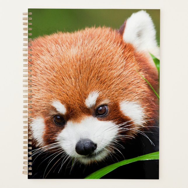 Agenda Panda Rojo Adorable (Anverso)