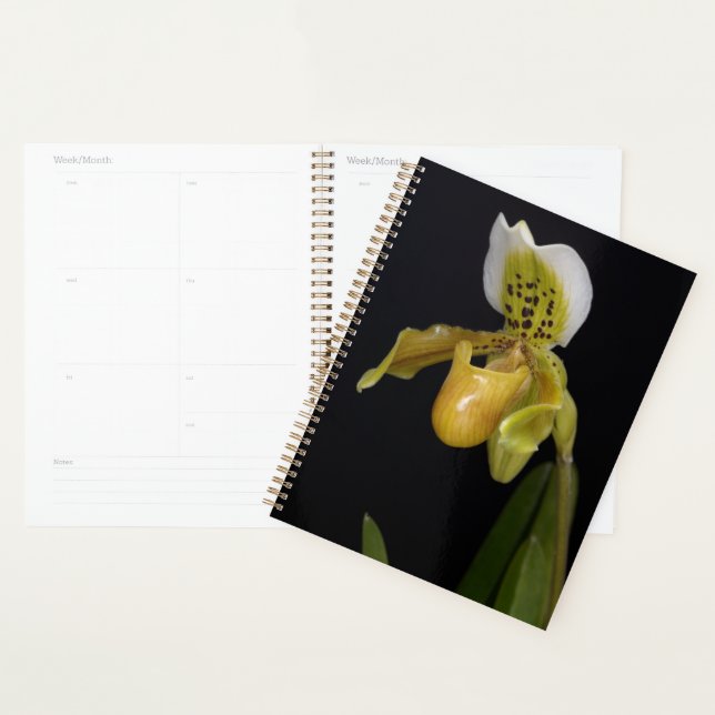 Agenda Paphiopedilum Exul (Demostración)