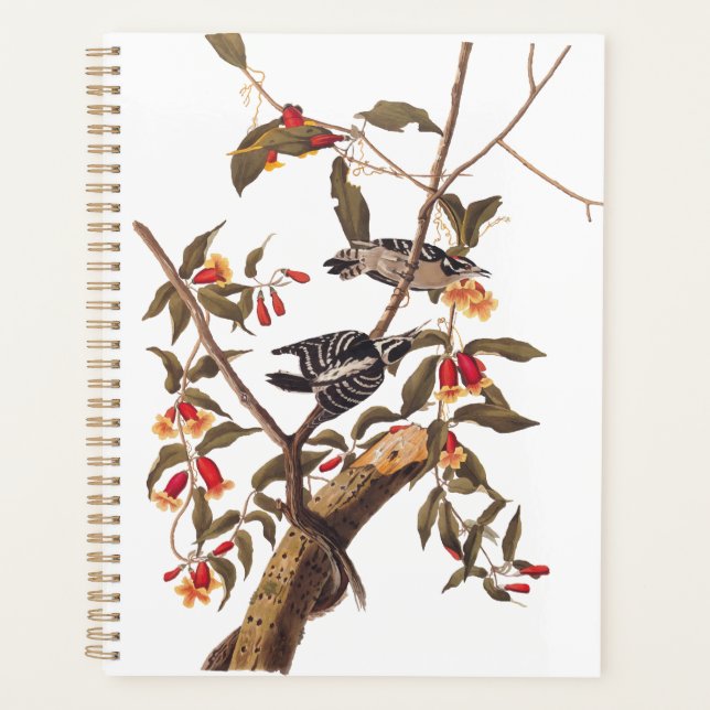 Agenda Pareja Audubon Downy Woodpecker con flores (Anverso)