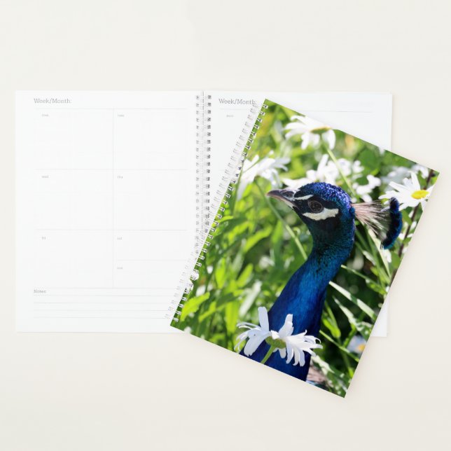 Agenda Peacock (Demostración)