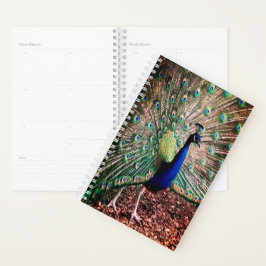 Agenda Peacock