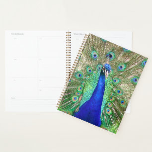 Agenda Peacock azul indio