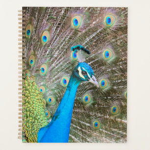 Agenda Peacock con plumas hinchadas - Foto de aves silves