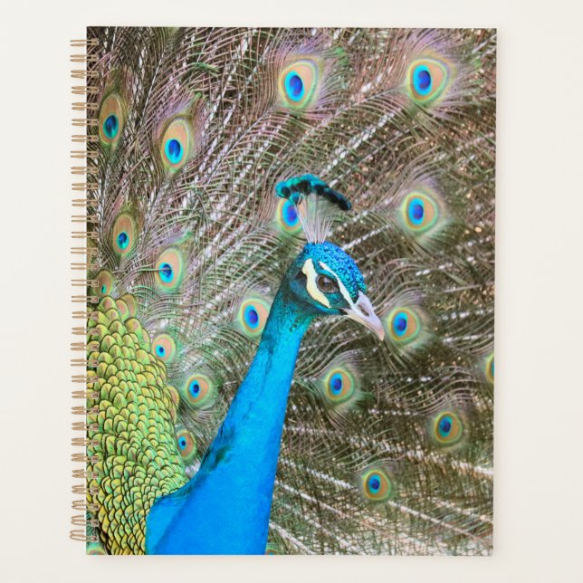Agenda Peacock con plumas hinchadas - Foto de aves silves (Anverso)