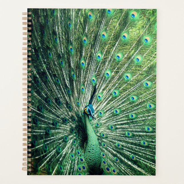 Agenda Peacock Strut (Anverso)