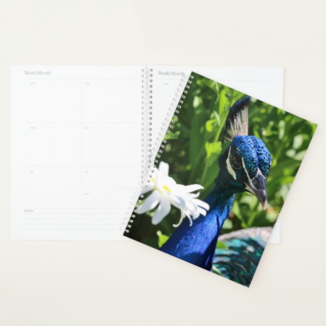 Agenda Peacock y Daisy (Demostración)
