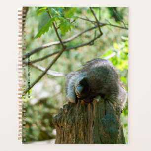 Agenda Pegatinas de Mapache Durmiente