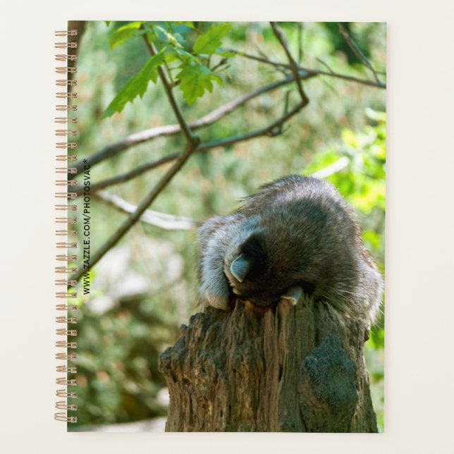 Agenda Pegatinas de Mapache Durmiente (Anverso)