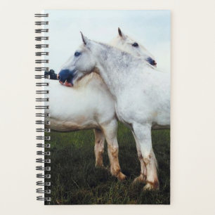 Agenda Percherones ecuatorianos de fotos de caballos se c