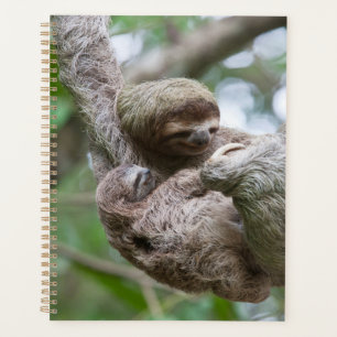 Agenda Perezoso bebé con madre colgando de un árbol