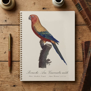 Agenda Perico del Sol Macho, Aratinga Solstitialis