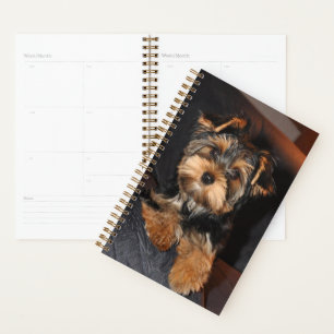 Agenda Perro de cachorro de Cute Yorkshire Terrier