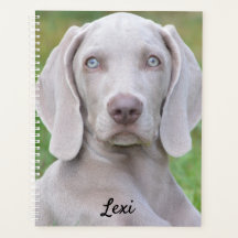 Perro porcino de Weimaraner personalizado