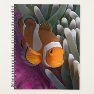 Agenda Pez payaso occidental