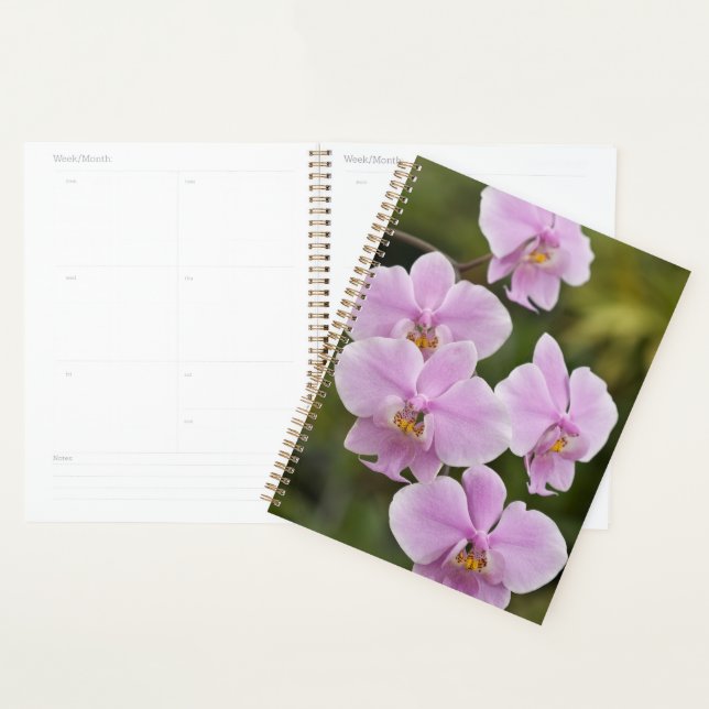 Agenda Phalaenopsis Schilleriana (Demostración)