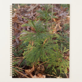 Agenda Pine Sapling Spiral Planner