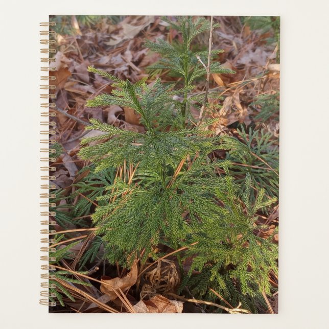 Agenda Pine Sapling Spiral Planner (Anverso)