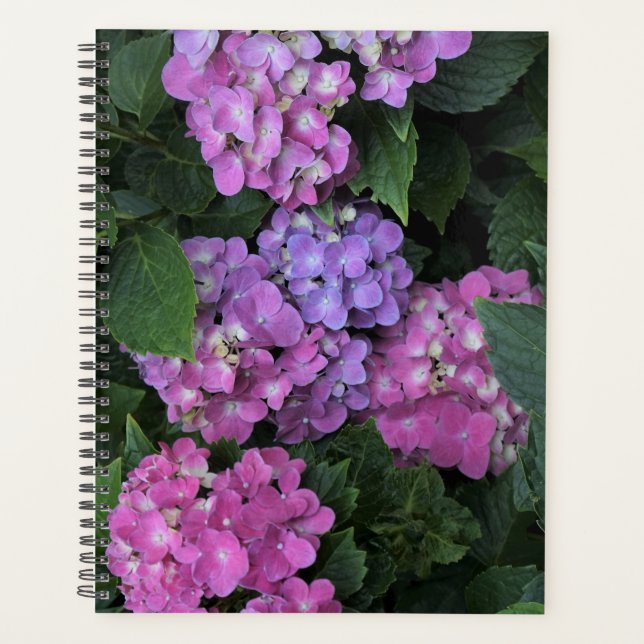 Agenda Pink Hydrangea (Anverso)