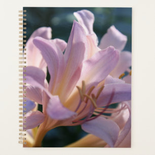 Agenda Pink Tall Lilies Magic Lily
