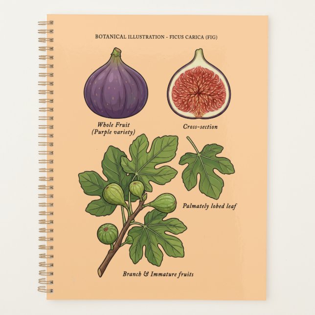 Agenda Planche Botanique Figue Ficus Carica  (Anverso)
