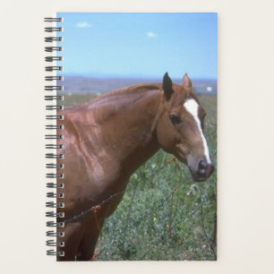 Agenda Planner Horse Photo Equine Horse Pasture Scene