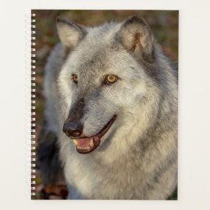 Agenda Planner Wolf 2024