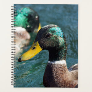 Agenda Plano semanal/mensual de Mallard Duck Daisy