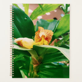 Agenda Planta de Insulina Fiery Costus Flower