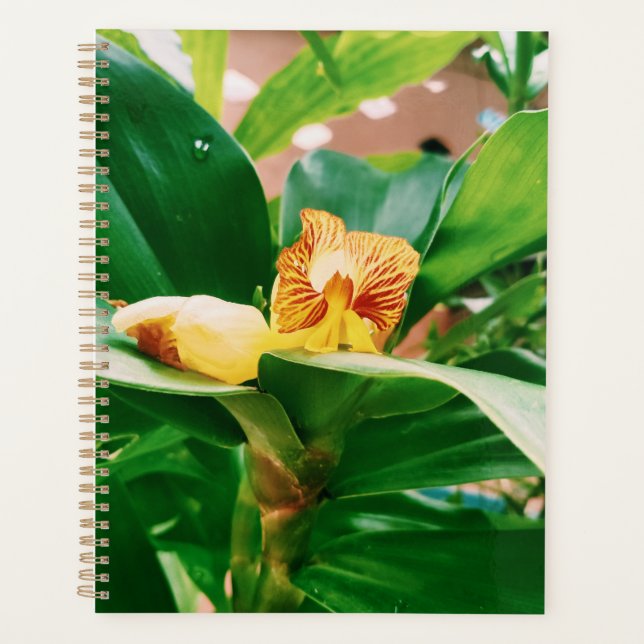Agenda Planta de Insulina Fiery Costus Flower (Anverso)