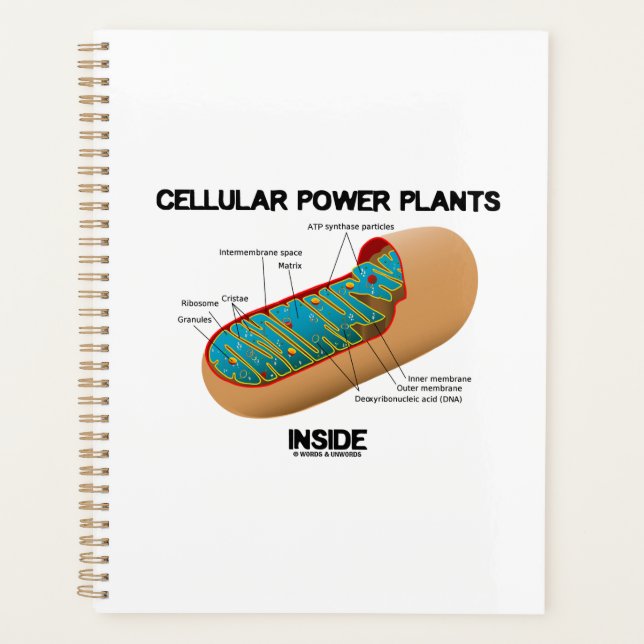 Agenda Plantas de energía celular dentro de Mitochondrion (Anverso)