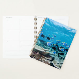 Agenda Playas tropicales   Sturgeon Entre Coral