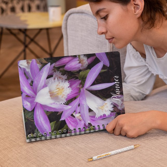 Agenda Pleione Windowsill Orchids Floral (In Situ)