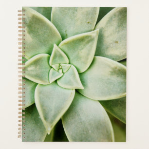 Agenda Primavera exitosa
