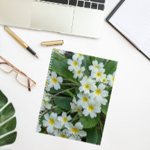Primorrosos blancos con flor de centros amarillos