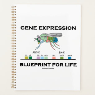 Agenda Programa De Expresión Genética Para Genes Homeobox