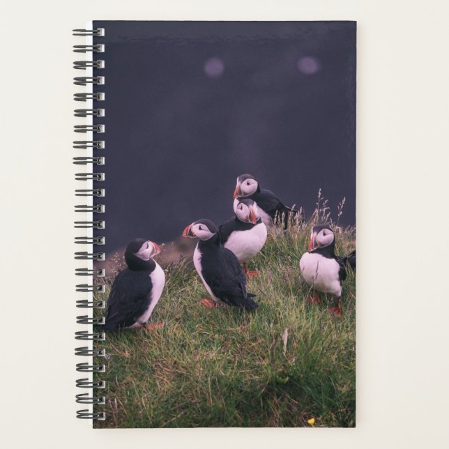 Agenda Puffins atlánticos (Anverso)