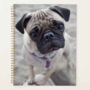 Agenda Pug Closeup