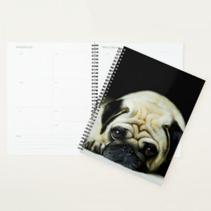 Agenda Pug Puppy
