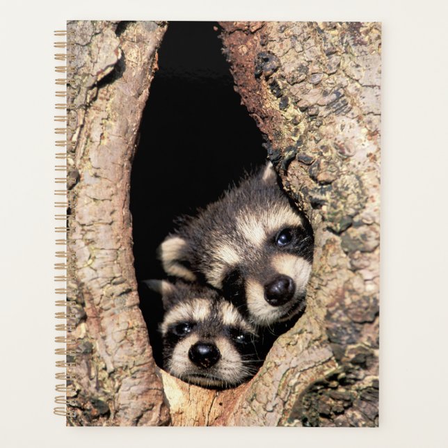 Agenda Raccoons Bebé buscando fuera del árbol (Anverso)