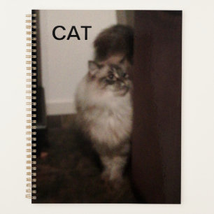 Agenda Ragdoll de Purebred contra una silla.
