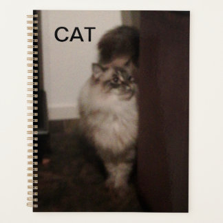Agenda Ragdoll de Purebred contra una silla.