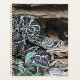 Agenda Rattlesnake