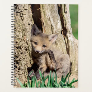 Agenda Red Fox Kit 2024