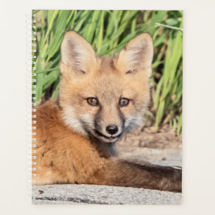 Agenda Red Fox Kit 2024