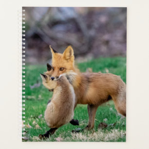 Agenda Red Fox y Kit 2024