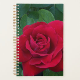 Agenda Red Rose Close