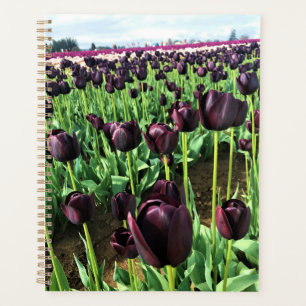 Agenda Reina de los tulipanes de la noche, Oregón