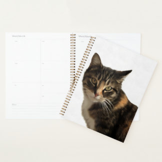 Agenda Retrato artístico del gato del tabby sobre fondo b
